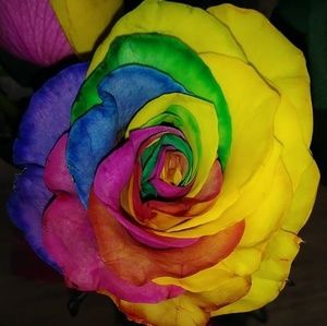 Meet your Posher, Teri